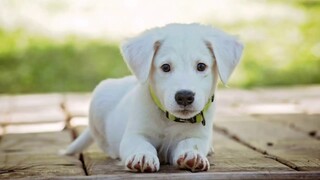 Tiếng Chó Sủa | Những Chú Chó Dễ Thương