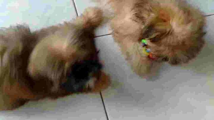 Cute dogs🤗🤗🤗🤗