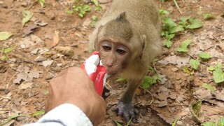 Janet Monkey Hungry Feeding More Milk | Treatment by Give Medicine Poor Janet