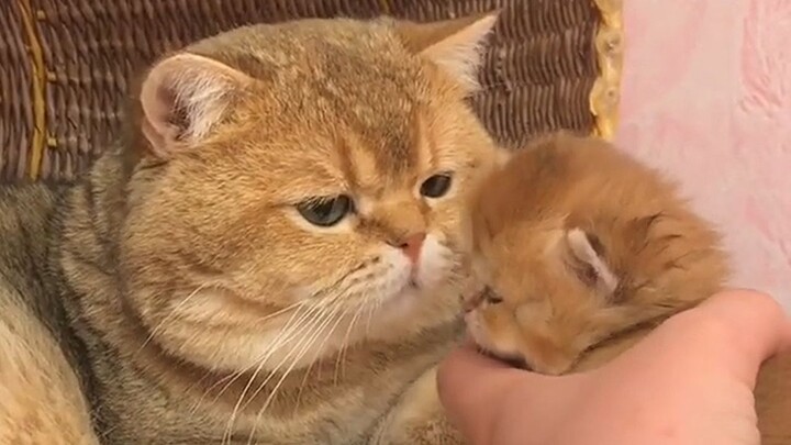 Ayah kucing melihat kucing susu kecil itu untuk pertama kalinya~