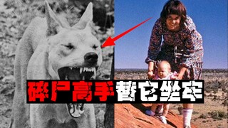 [Wild Dog Eats Baby] Innocent parents go to jail for wild dogs, and are more willing to believe that