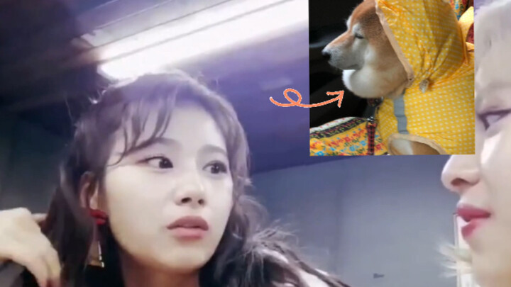 ซาน่าเคยคิดว่ามีหลักฐานที่บ่งชี้ว่าชาติที่แล้วของเธออาจเคยเป็นสุนัขพันธุ์ชิบะจริงๆ