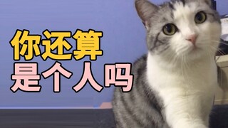 故意不理猫咪，还抱别的猫，猫咪气傻了2333