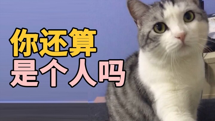 故意不理猫咪，还抱别的猫，猫咪气傻了2333