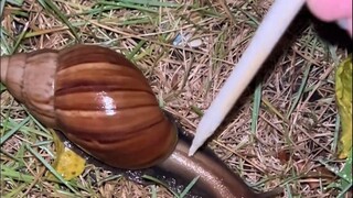 So it turns out snails can make sounds too!