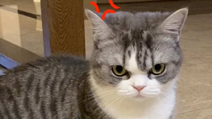 When the kitten thinks you’ve got food in your hand, but you don’t.