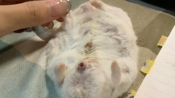 【Chuột hamster】Dưới mười tám tuổi, chuột con không được xem