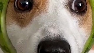 Funny Dog with water melon hat