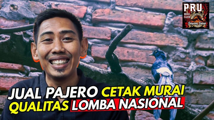 PAJERONYA DI JUAL DEMI TANTANGAN CETAK BAHAN MURAI QUALITAS LOMBA NASIONAL [EPISODE 1]