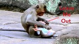 OMG!! Baby Monkey Attacked By Spoil Monkey, Baby Can't Move What Wrong With Baby Monkey Cry
