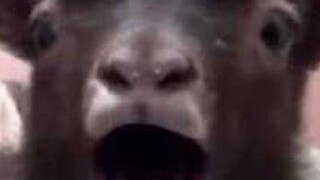Hahahahahahaha trò chơi này thật là vô lý