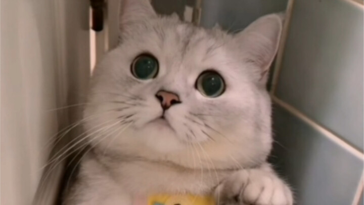 Can you believe it? I don’t even have to do anything, and people still call me cute!