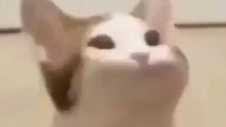 Seekor kucing popo punya sesuatu untuk dikatakan padamu