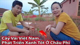 Ươm một vườn vải ở Châu Phi||2Q Vlogs Cuộc Sống Châu Phi