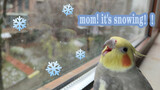 Điểu Điểu là chú chim miền Nam nhìn thấy tuyết đó!
