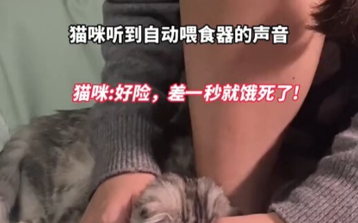 بمجرد سماع صوت التغذية، تقفز القطة باندفاع وتندفع لالتهام الطعام على الفور # يا له من تصرف!