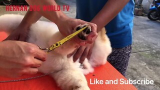 Chow chow puppy | grooming | table stack 1st time | proper evaluation | hernan dog world tv
