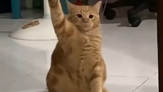 Hakimi is making a Jewish gesture
