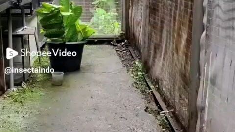 Tutorial Menghidupkan Serangga Mati