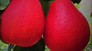 Red Pamelo: Si Merah Manis yang Bikin segar.. 🍊❤️