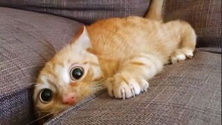 Video Kucing Lucu Banget Bikin Ngakak #55 | Kucing dan Anjing | Kucing Lucu Imut