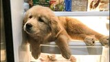 Cute baby animals Videos Compilation cutest moment of the animals - 🐶 Cutest Puppies #9 🐶