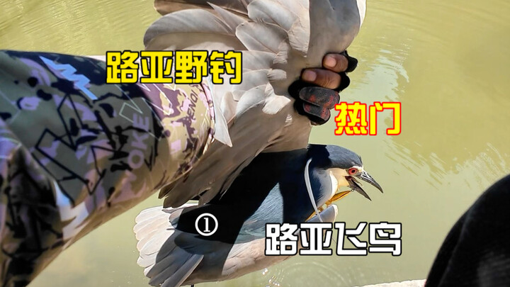 อันนี้น่าจะไม่มีปัญหานะ พวกพี่ๆ นี่มันปลาอะไรกันแน่? แถมยังเป็นการตอดแบบเต็มปากเต็มคำอีก จนแทบไม่มีอ