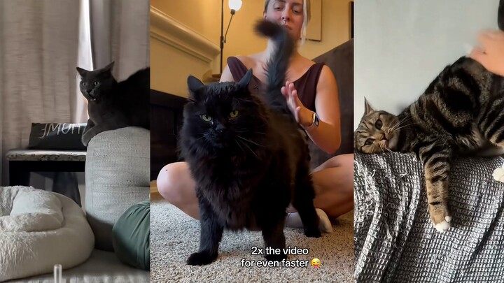 Everyone pets their cats on the head, but my cat only loves getting its butt patted!