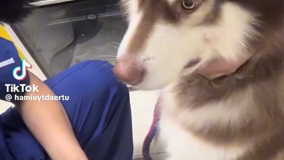 dogs when amnesia