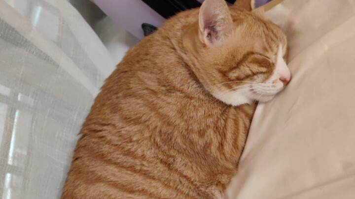 I had no idea it’d be this hilarious until I clicked on it!