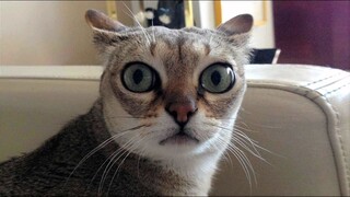 Funniest Animals Videos 2023 😹 Try Not To Laugh Funny Dogs And Cat 😁