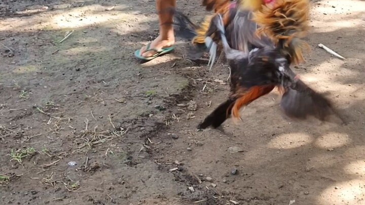 mclean hatch vs mclean pumpkin