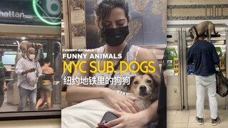 纽约地铁的狗子们！