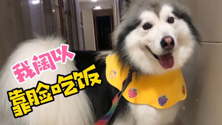 Anjing yang berkulit tebal ini, ternyata memang bisa membuka kunci pakai wajah!