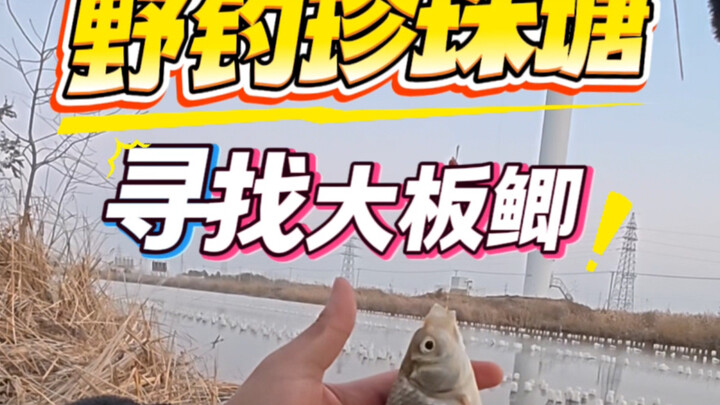 Memancing liar di kolam mutiara