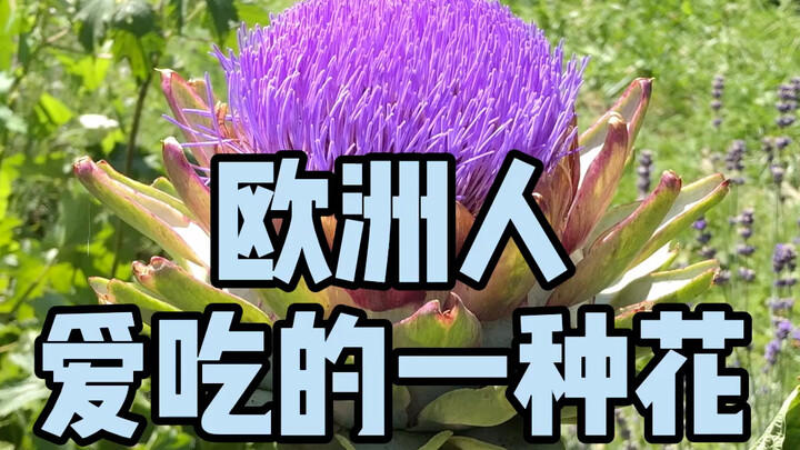 欧洲人爱吃的一种花，摸着真舒服