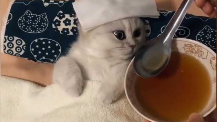 ต้าหลาง ถึงเวลาทานยาแล้ว