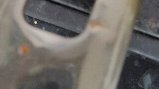 พรุ่งนี้ต้องไปทำงาน วันนี้ทำพริกน้ำมันแทบเอาชีวิตฉันไปเลย