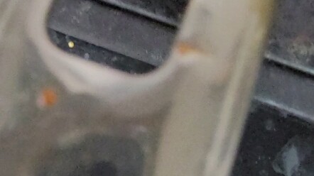 I have to go to work tomorrow, and making oil-soaked chili today almost killed me.