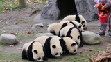 Bowls of Milk for 8 Pandas
