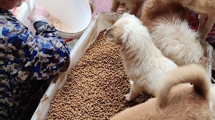 สภาพแวดล้อมดีหรือไม่ไม่สำคัญแล้ว แค่ได้กินอิ่มก็พอ!