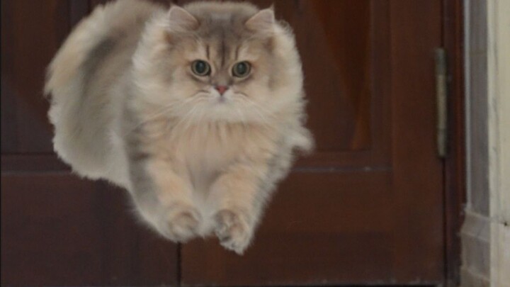 Am I raising a bunch of fake cats??