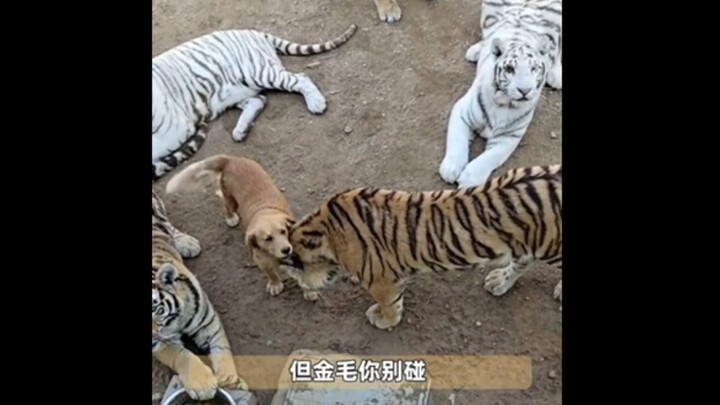 Bunda terbaik di Kebun Binatang Longkoushan…