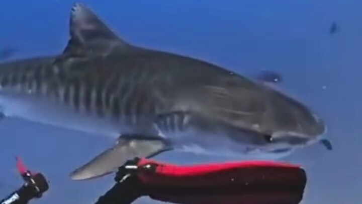 diving with Tiger shark