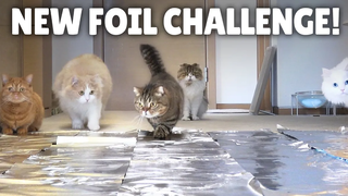 ฟอยล์ท้าทาย! แมวเดินบนกระดาษฟอยล์หรือไม่ กิตติซอรัส