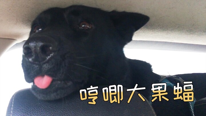Dắt chú chó chăn cừu Đức to lớn đi chơi cứ như dắt một ấm nước sôi vậy～（hóng hớt hàng ngày）