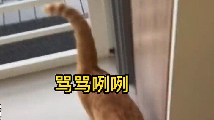 The owner was late opening the door, so the orange cat mumbled curses as it walked in.