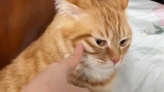 Mèo cam thật sự rất ngỗ ngược!