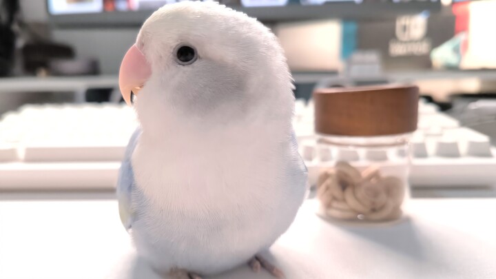 เส้นทางวิวัฒนาการของเราคือ: 🦖→🐦→📱