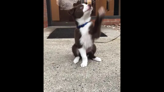 แค่ลูกหมาน้อยน่ารักโบกมือสวัสดี 👋🏻